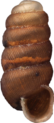 Truncatellina cylindricaHEDCYLINDERSNÄCKA2,1 × 0,9 mm